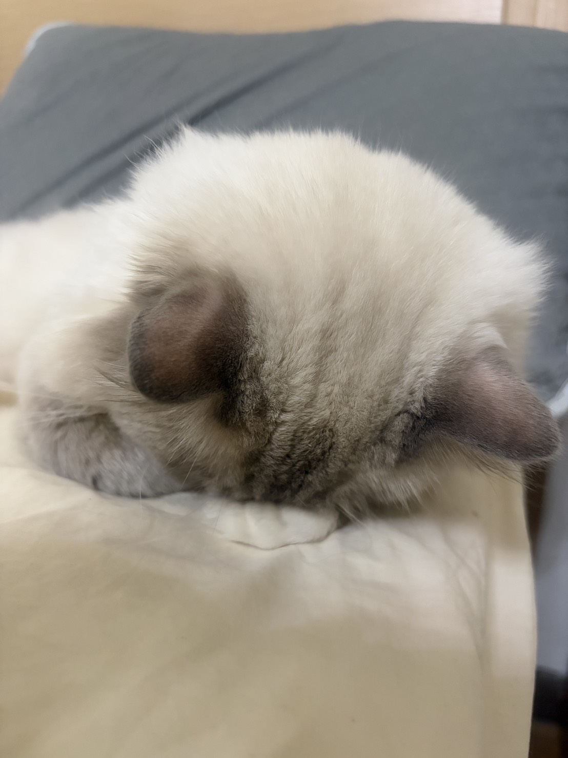 專家頭像